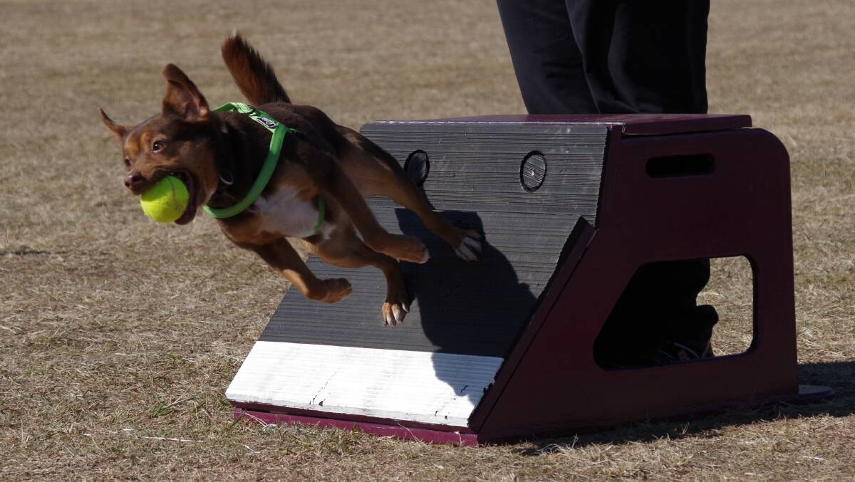 ON THE RUN: Tilly is one of more than 20 dogs who trains as part of the Game On Flyball Racing Club at Hills College.