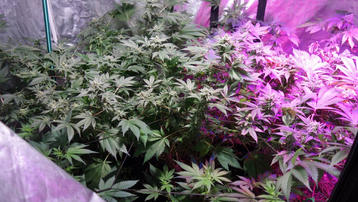 OPERATION: Police seized an estimated street value of $400,000 worth of cannabis plants and dried cannabis. Photo: Queensland Police Service