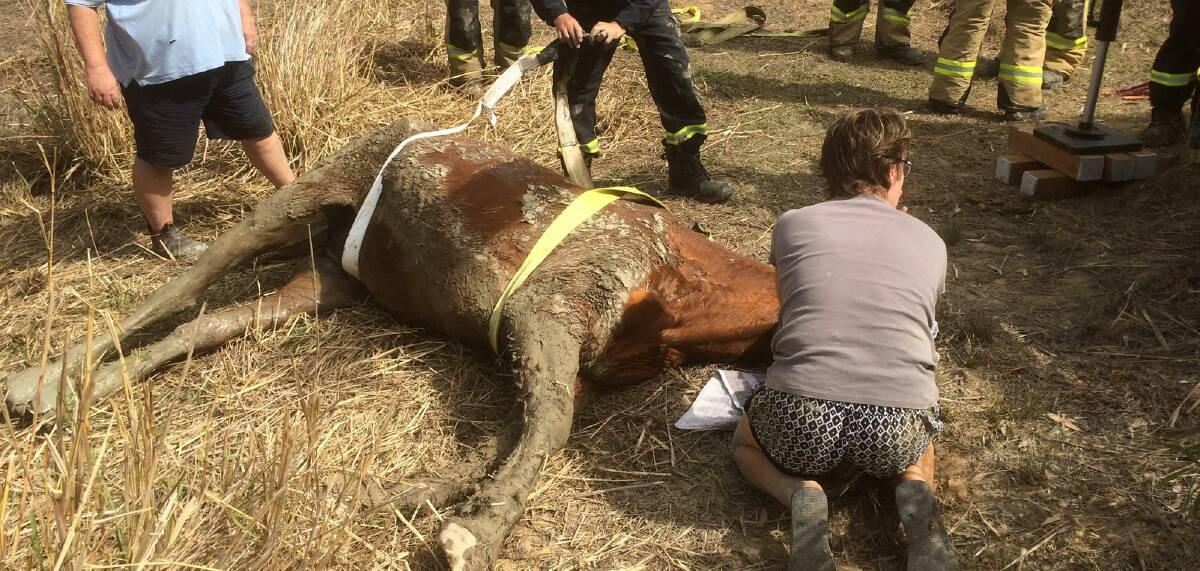 RESCUE: A 20-year-old horse was rescued after it was trapped in a dam in Cedar Vale this afternoon. Photo: Greenbank Rural Fire Brigade