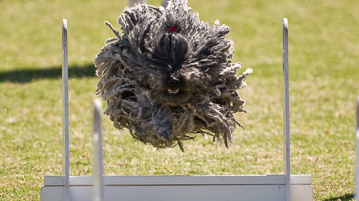  Game On Flyball Racing owner Peter Samuels pet Hungarian Puli is one of the club's success stories. Photo: Game On Fly Ball Racing.