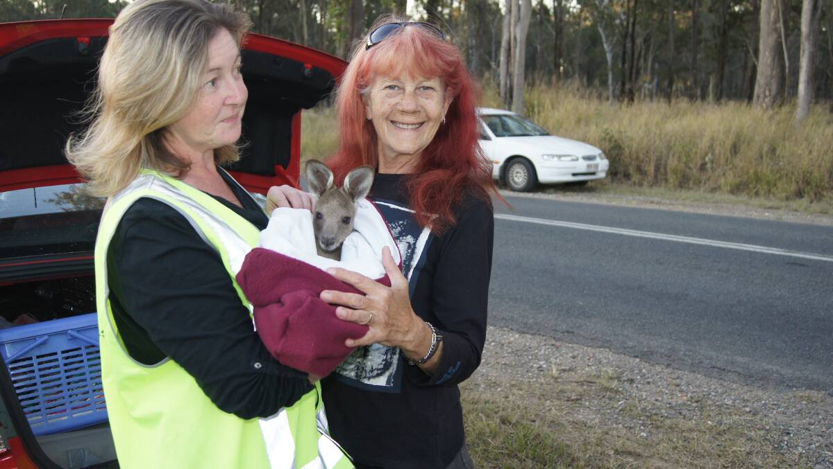 CONCERNED: Wildlife carers Fiona Murray and Alma Searle want Mirvac to take preventative measures to stop kangaroos crossing Greenbank Road. Photo: Jacob Wilson