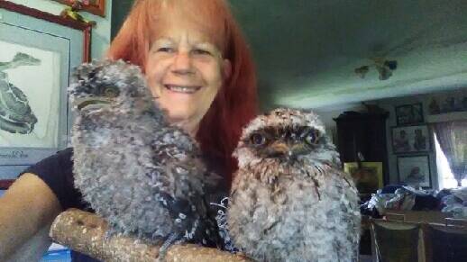 ON THE MEND: Wildlife carer Alma Searle has nursed two Tawny Frogmouths which fell from their nest.