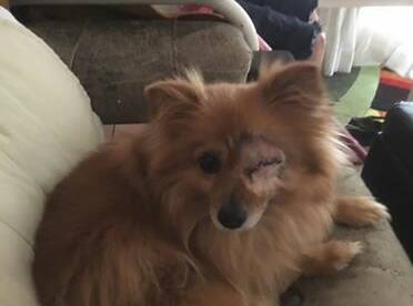 MISSING EYE: Five-year-old Pomeranian Bella was viciously attacked on Teviot Road on September 1. Photo; John Barry