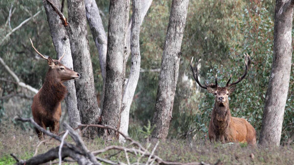DEER CULL: Logan City Council has flagged a feral deer cull at the Cedar Grove wetlands along the wastewater treatment plant site