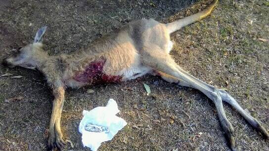 CRUELTY: A knife was found next to a kangaroo with a slit throat on Greenbank Road in December last year.