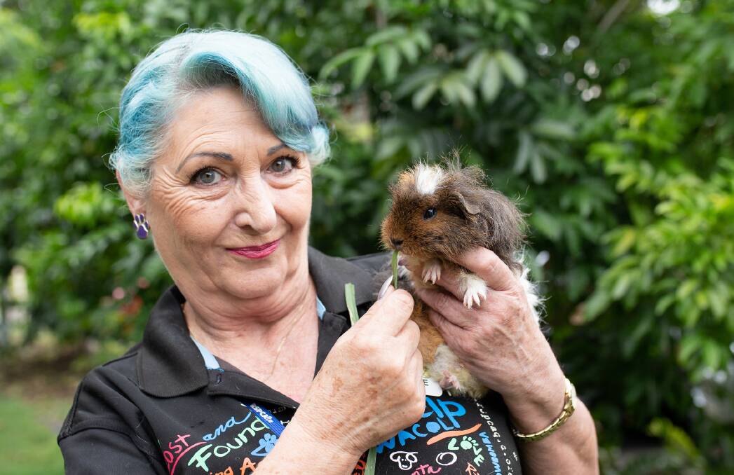 RSPCA volunteer Sue Graham from Jimboomba with a Guinea Pig. Photo: RSPCA