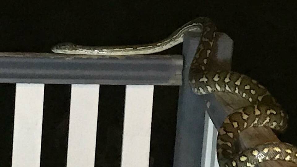 A snake was sighted at Alexandra Hills. Photo: Julie Burge 
