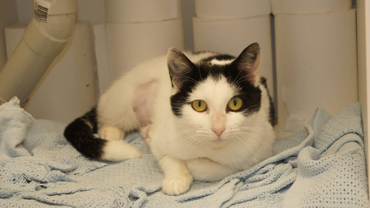 CATS: Domestic shorthair cat Meg is up for adoption at Jimboomba VetLove clinic. Photo: Jacob Wilson