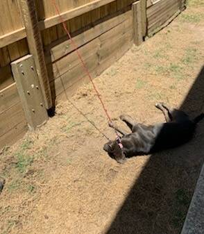 SHOCKING: RSPCA Queensland are investigating after a tethered dog died in Logan. Photo: RSPCA