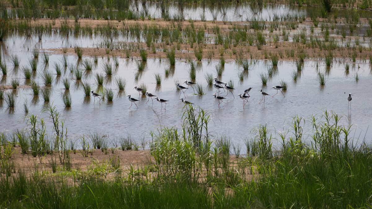 PRIME HABITAT: Frogs and birds have been spotted in the Cedar Grove wetlands recently.