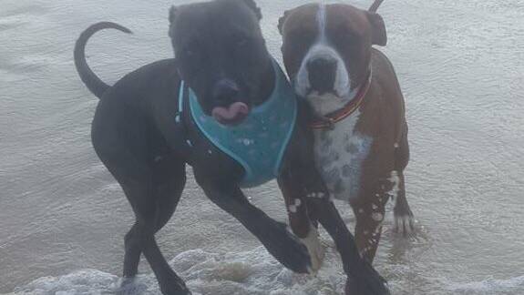 Charlotte and Dexter playing together at the beach. Photo: Supplied