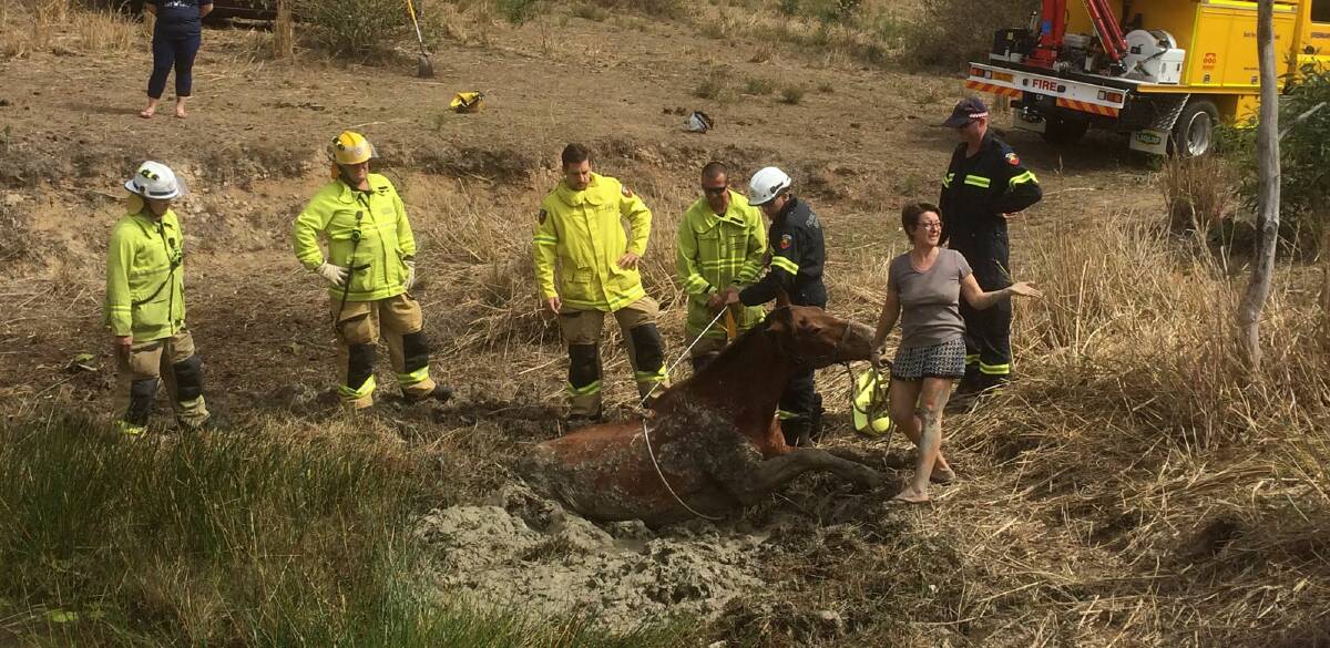  A 20-year-old horse was rescued after it was trapped in a dam in Cedar Vale this afternoon. Photo: Greenbank Rural Fire Brigade