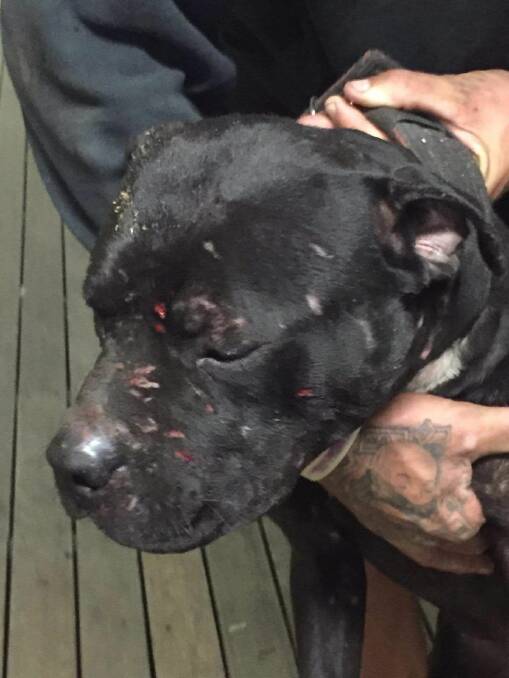 SCARS: A number of dogs were found tethered to a heavy chain at a Jimboomba property in April last year. 