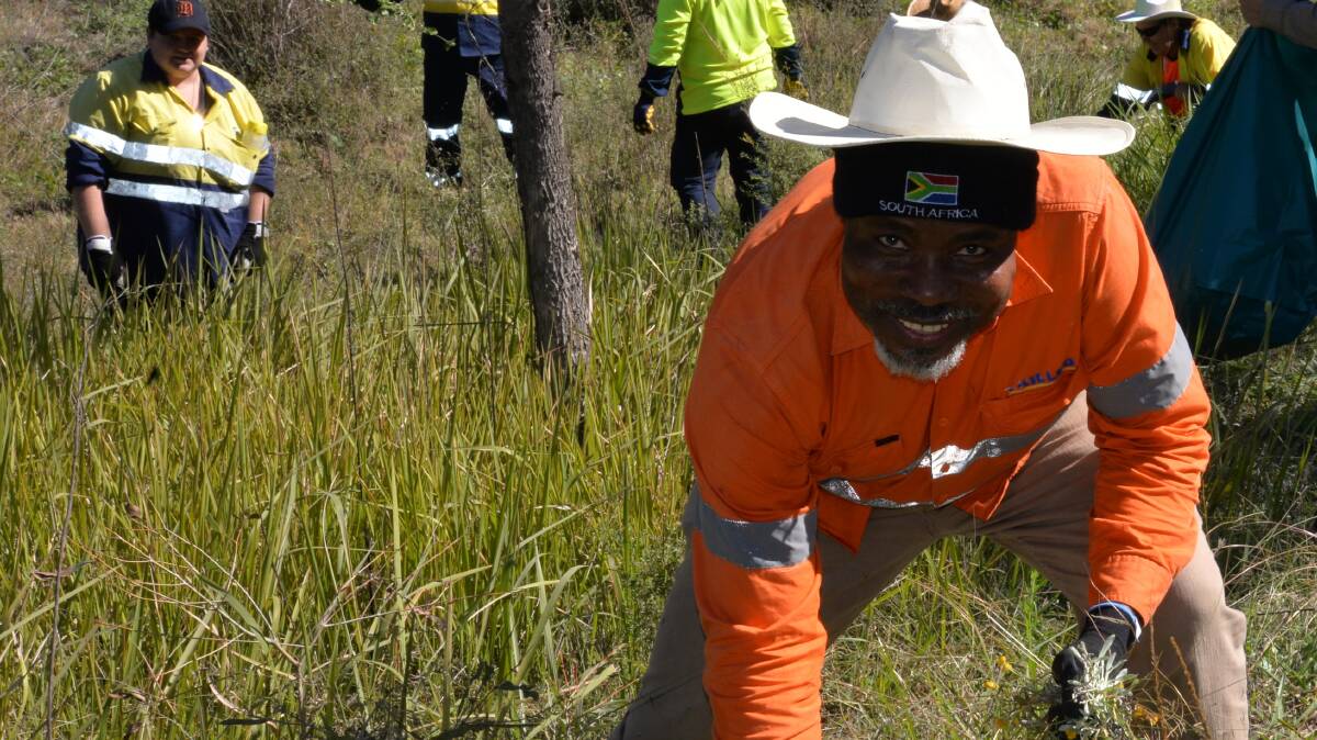 ON THE JOB: Skilling Queenslanders for Work Yarrabilba trainee Emmanuel Tettey removed weeds at Kooruhman Park at Logan Village.