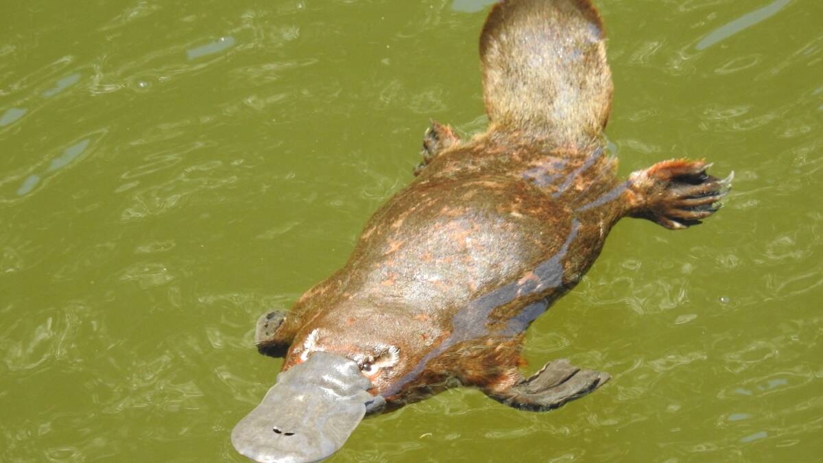 GOOD NEWS: Platypus DNA has been detected at three sections of the Albert River. Photo: Logan City Council