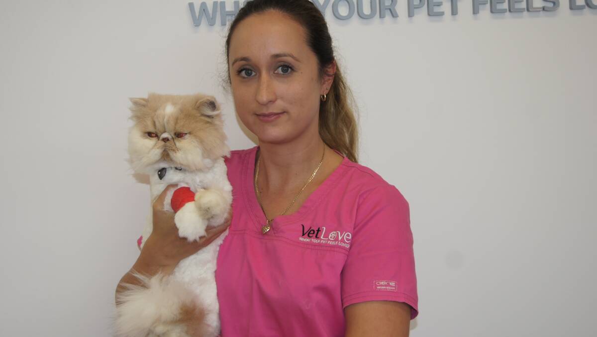 PET MANAGEMENT: Flagstone Vet Love practice manager Kyleen Wells with 18 month old exotic Persian cat Winton. Photo: Jacob Wilson