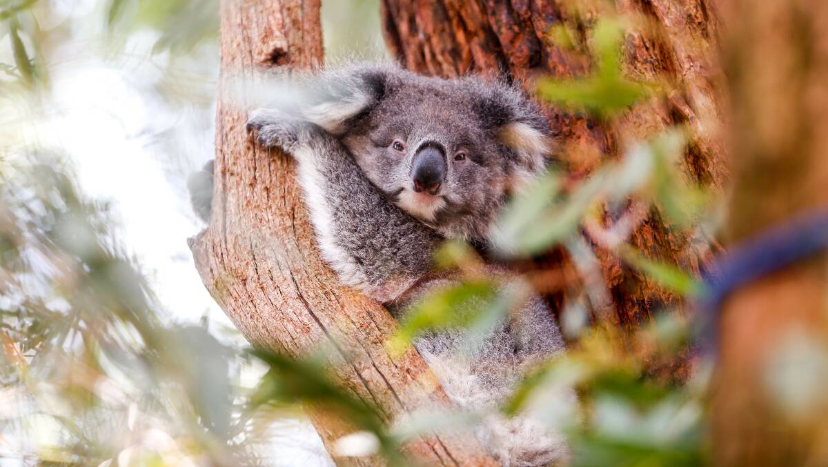 How to help: Ways the community can assist in the protection of koalas around Logan. Picture: Anthony Brady.