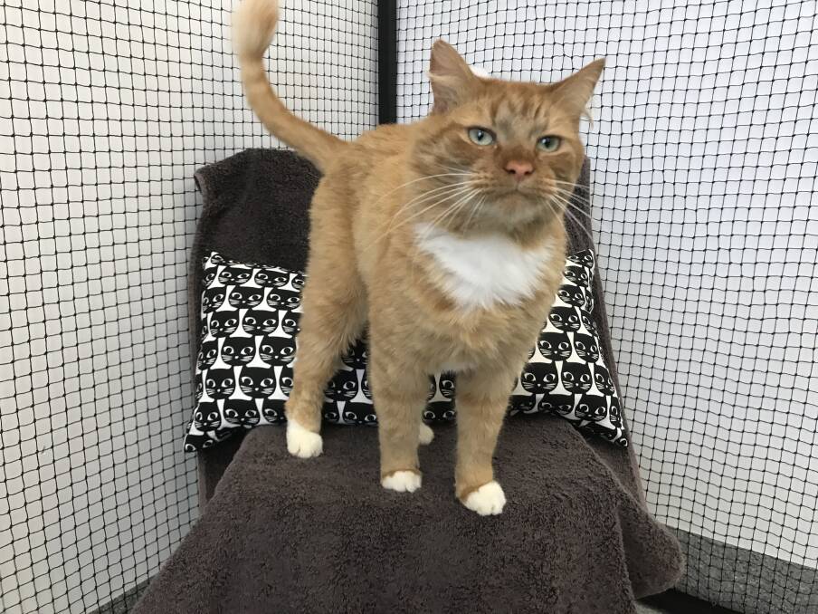 LIFE OF LUXURY: Stevie is meowing the praises of Yarrabilba Veterinary Hospital where he is sending his holidays. The hospital has a new cattery.