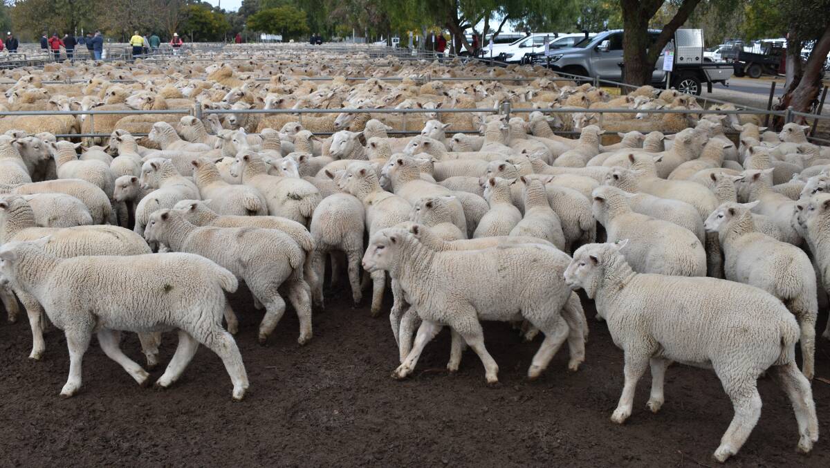 Nicely marked lambs at a Wycheproof sale.