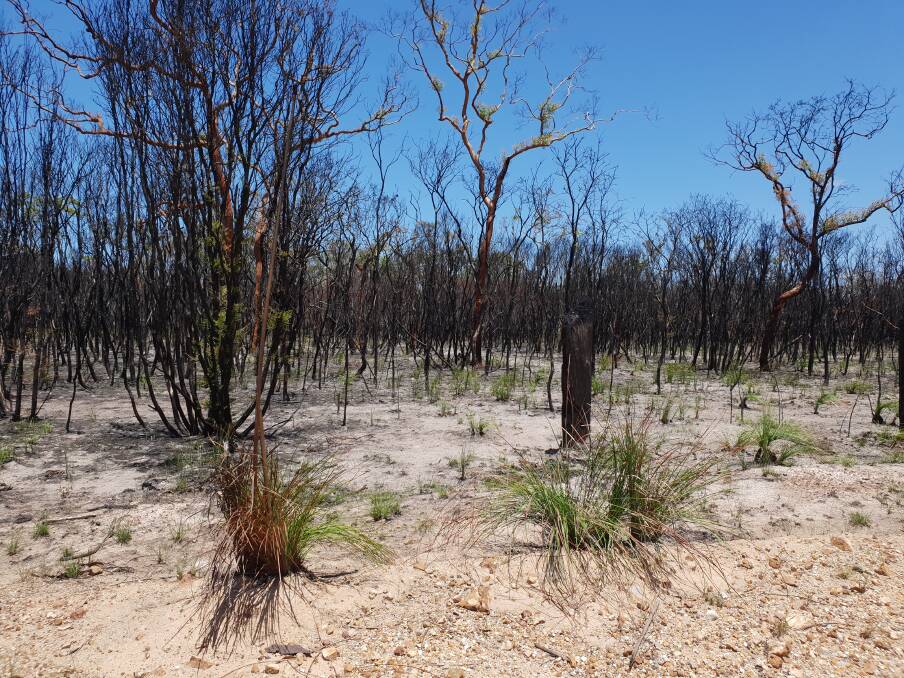 As the country around Baffle Creek begins to recover from 2018's hot bushfires, Queensland's Rural Fire Brigades general manager says the amount of state-owned land is too large for the resources available. Picture - Sally Cripps.