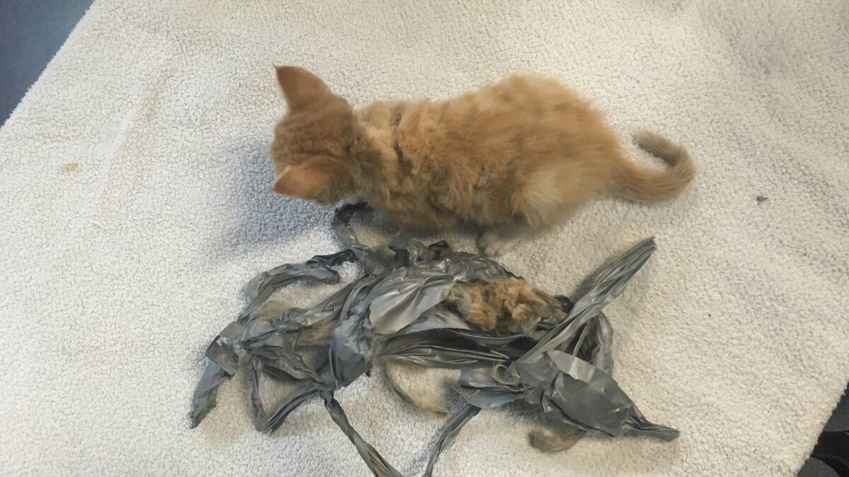 SHOCKING: A large amount of duct tape was wrapped around the kitten's body.
