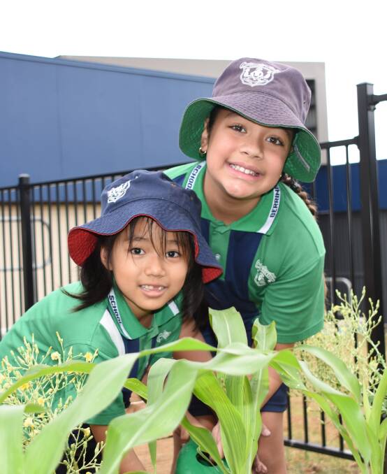GREEN THUMBS: Berrinba East State School students are already learning about growing fruit and vegetables in their school garden.