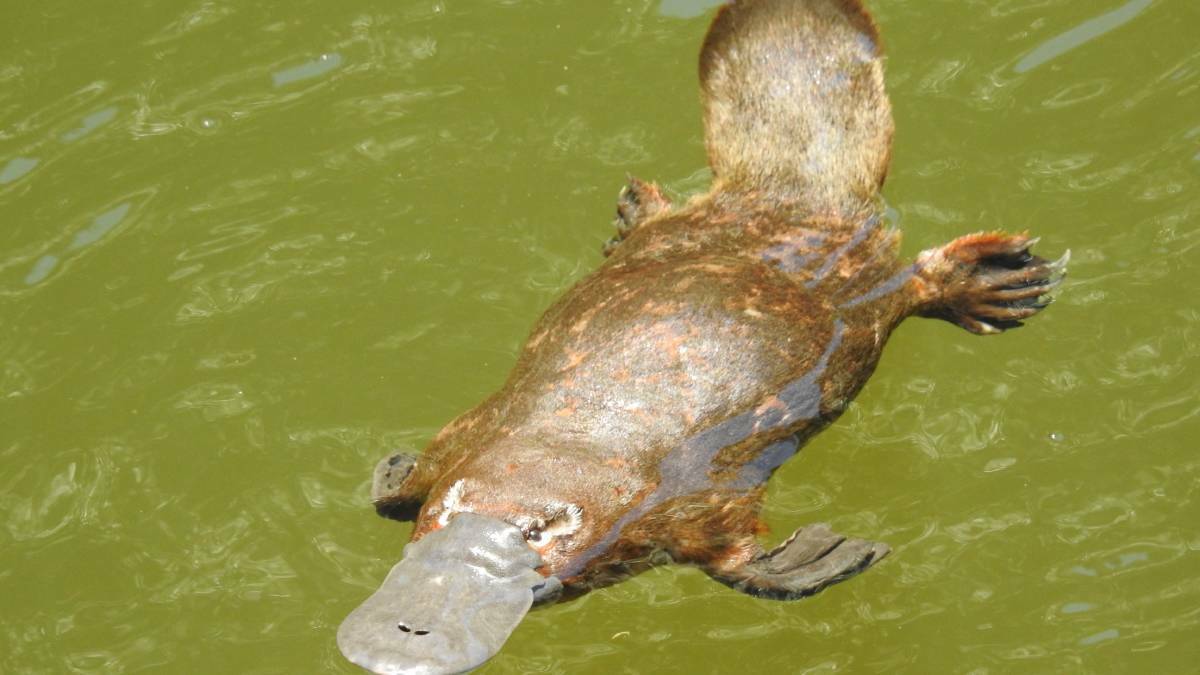 PROTECT THE PLATYPUS: River conservation was among the top environmental levy spends. Platypus populations in the Albert River were confirmed by DNA testing earlier this year.