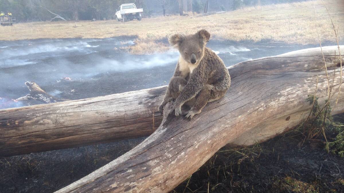 SAVED: The koala and joey try to get out of the flames. They were rescued by fire fighters and recovered but many did not.