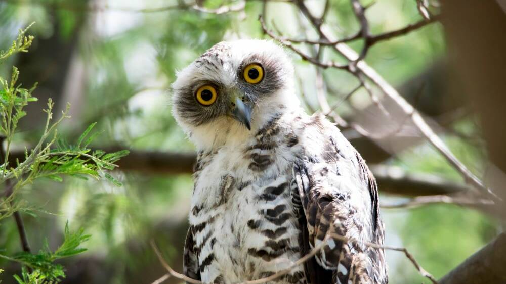 BUSH BEAUTY: A beautiful and threatened juvenile powerful owl. They are found at Logan, Redlands and the Scenic Rim. Photo: Alyssa Spisa