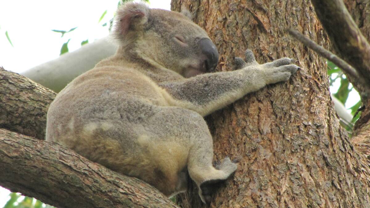 SLEEPY: Time to have your say on south-east Queensland koalas.