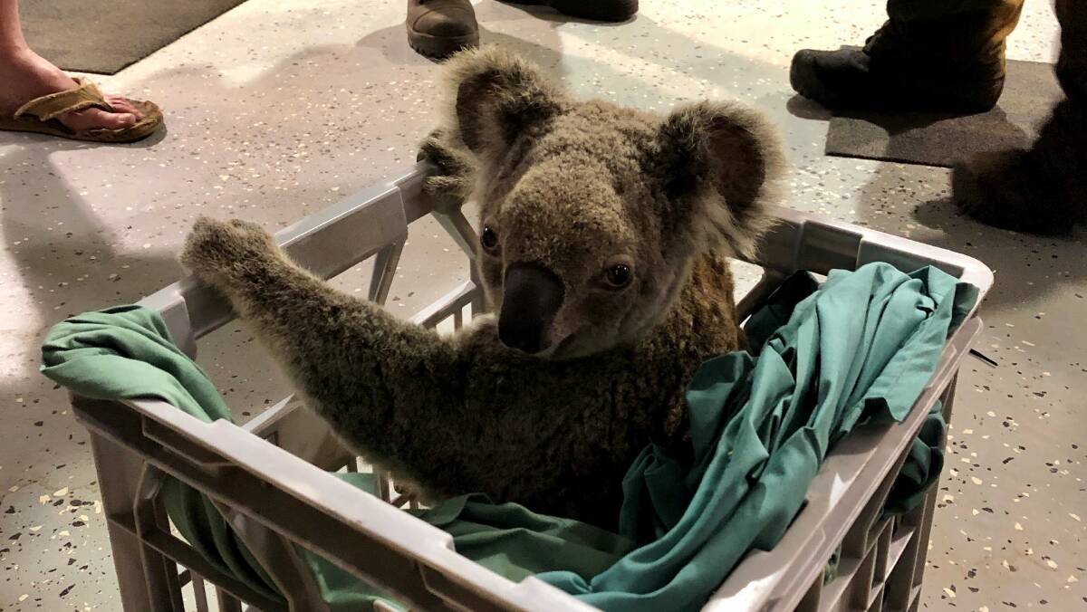 NOT SO LUCKY: This koala burnt in a Spicer's Gap fire had to be put down.