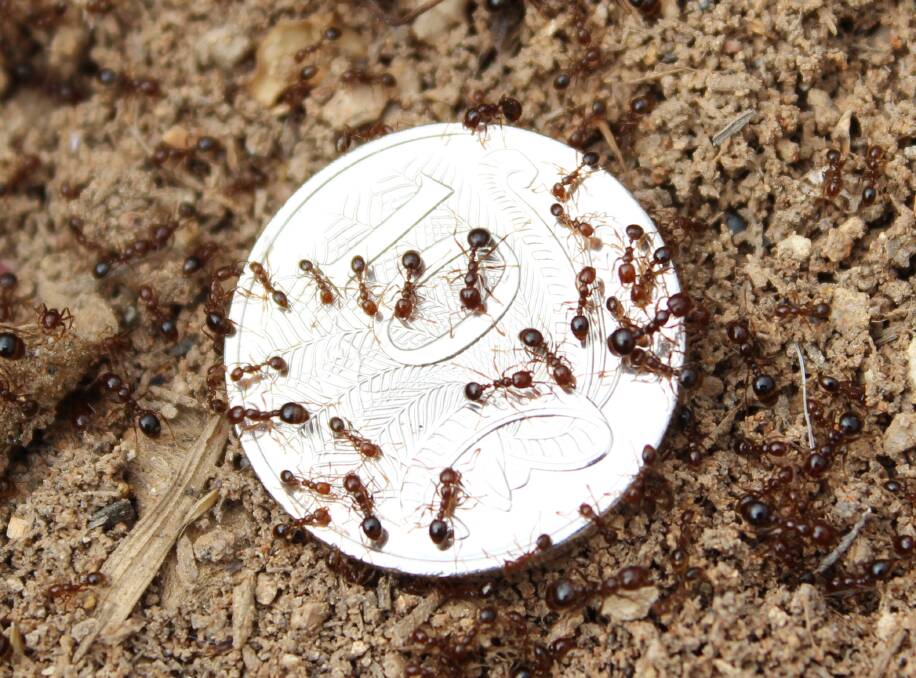FIRE ANTS: The biting pests are a great threat to farms, parks and even back yards. 