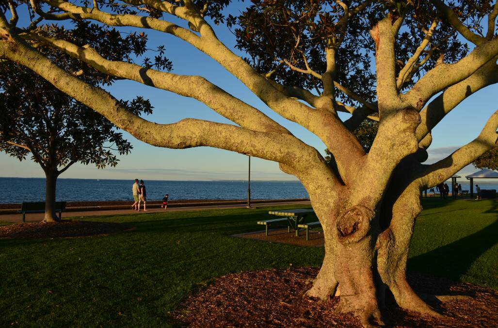 LATE GLOW: The late afternoon sun makes Wellington Point's majestic fig trees glow golden.