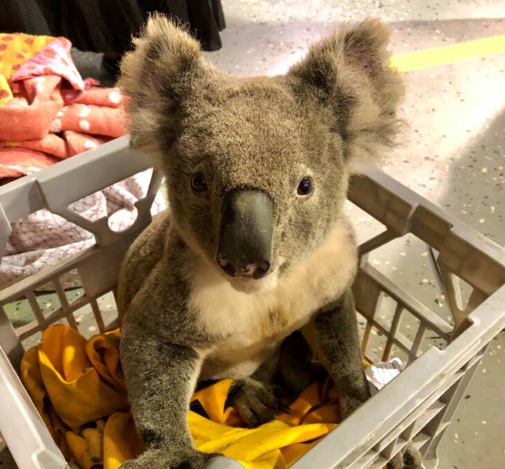 The male koala was suffering from a retrovirus and the female had a chlamydia-related disease.
