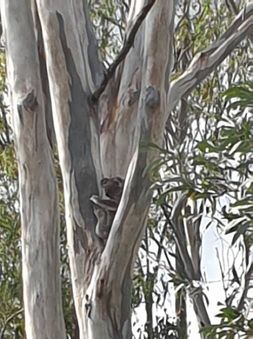G'DAY: Kooralbyn koala waves at passers-by. Photo: Lisa Saunders