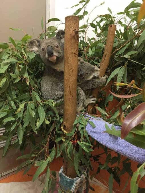 Aisling and Rupert were rescued from the Sarabah bushfire in September and are almost ready to be released. 