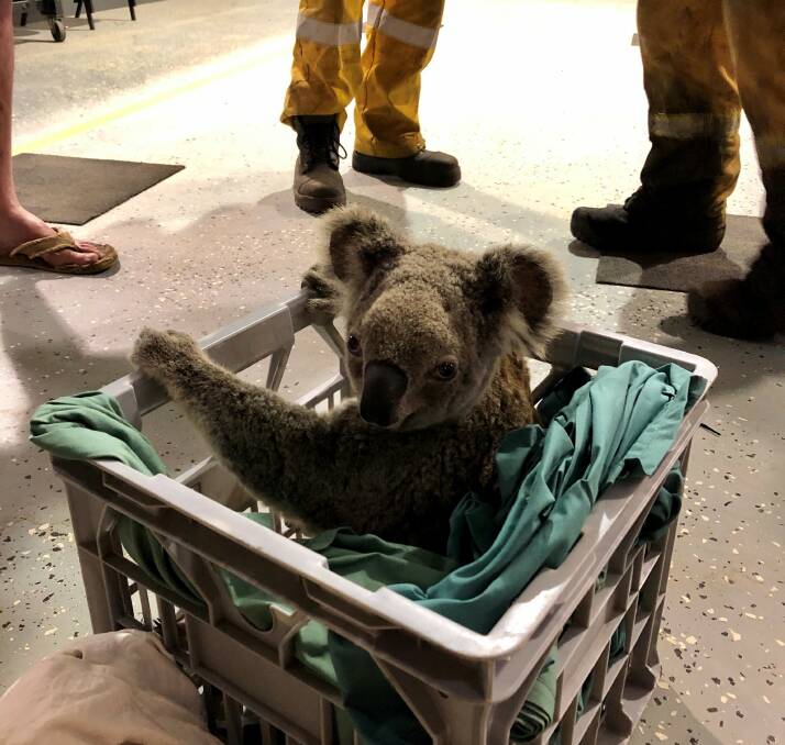 RESCUE: Sadly the two koalas rescued from the bushfire near Spicers Gap have been put down. Photo: Supplied