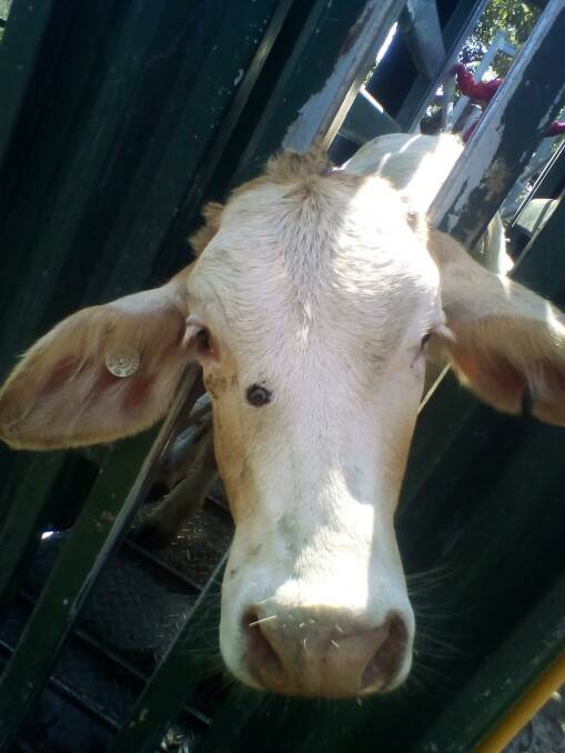 SHOT: This young cow had an arrow completely embedded in its face. Photo: Supplied