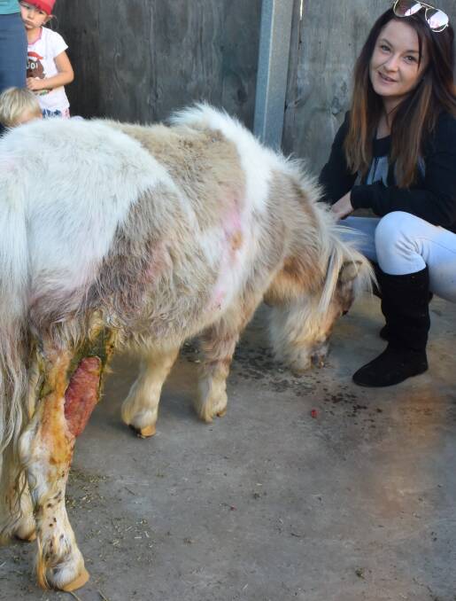 ATTACKED: Dwarf miniature horse Cleo required antibiotics and daily treatment of her wounds by Rebecca Smith after being attacked by dogs  Photo: Christine Rossouw