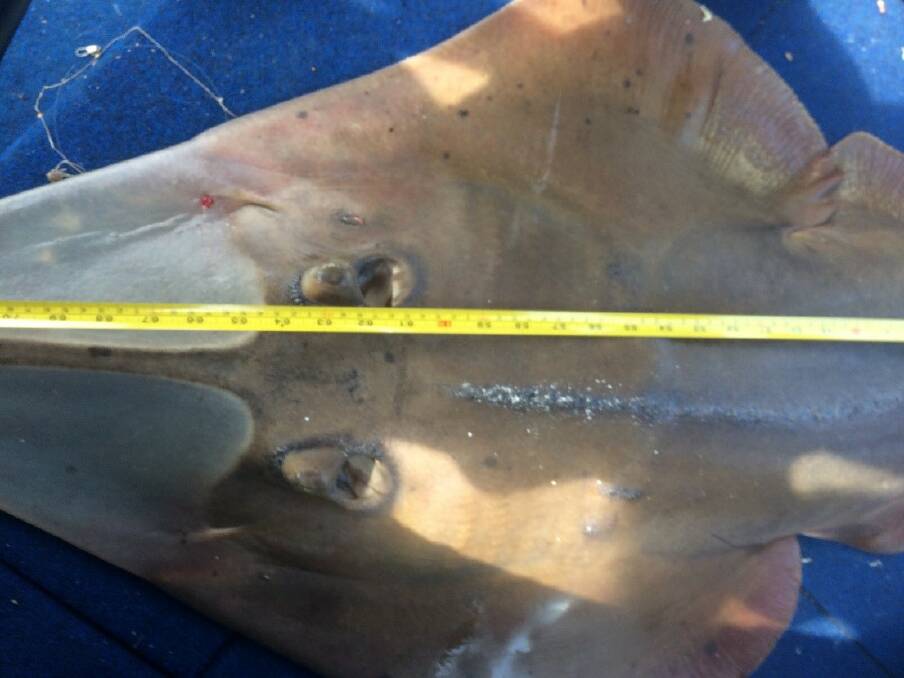 The man was caught with a shovel nosed ray and non-compliant gear, as well as the undersized and protected crabs.