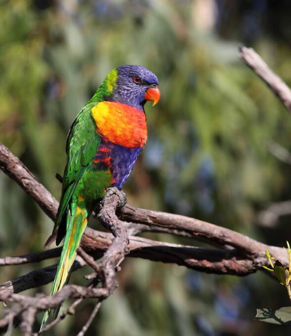 SURVEY: Take part in this year's BirdLife Australia survey and see whether the rainbow lorikeet is the most common backyard bird. Photo: Andrew Silcocks