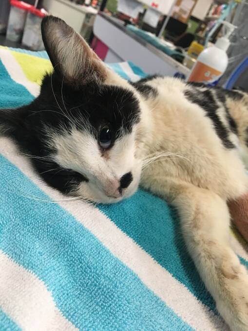 FOUND BARELY ALIVE: The cat found barely alive after being put in a plastic bag and dumped in a road drain. Photo: RSPCA