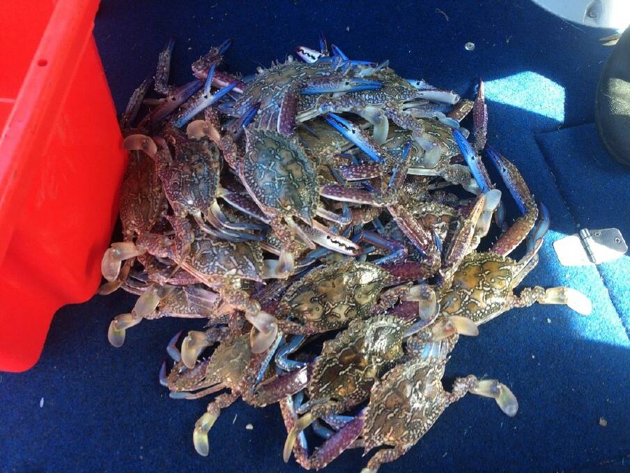 CAUGHT: Fisheries Minister Mark Furner said a man was caught at Mud Island in Moreton Bay with 28 undersized blue swimmer crabs.
