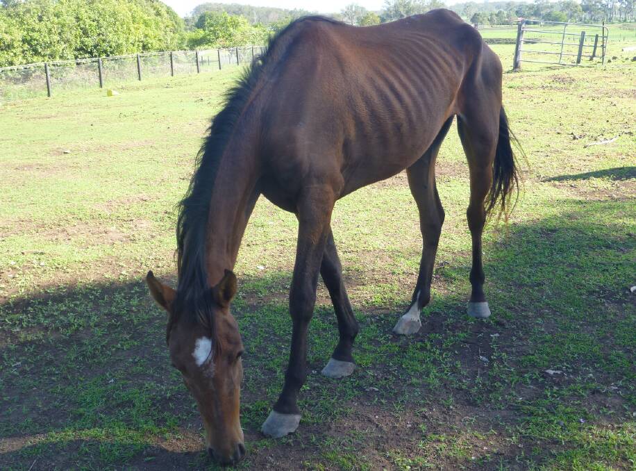 NEGLECT: The RSPCA has described 2016 as a horror year for horse cruelty and neglect after receiving 1000 complaints throughout the year. Photo: RSPCA Queensland