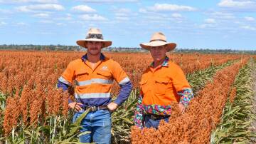 Lawson Storey with his uncle, David Storey, amongst the family's summer sorghum crop at Dalby Downs, near Capella. Picture: Ben Harden 