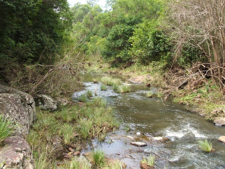 POND LIFE: Residents and community groups have been invited to talk about their conservation work in the Albert and Logan river catchments. Photo: Supplied