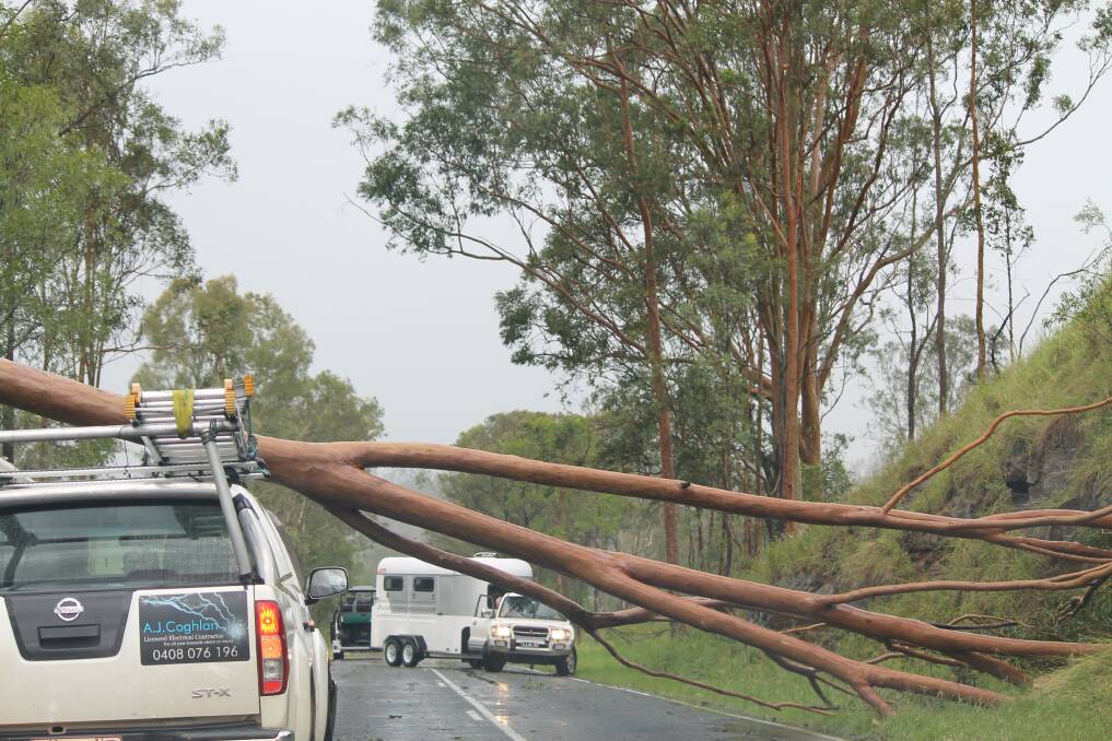 AFTER STORM: A tree fell in the middle of a road near Beaudesert. Photo: Larraine Sathicq