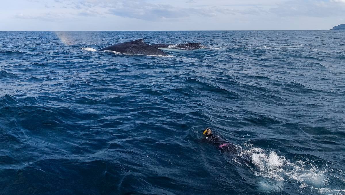 Swimming with humpback whales Swimming with humpback whales