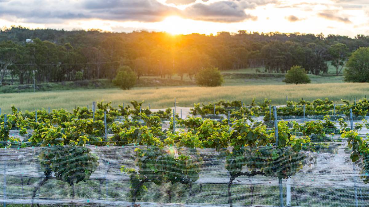 Queensland’s Granite Belt could be Australia’s best-kept wine secret