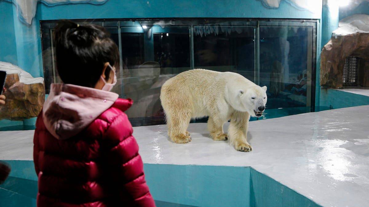 Would you stay at a polar bear hotel? Would you stay at a polar bear hotel?